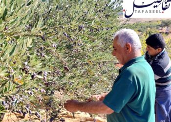 لقطات.. موسم قطاف الزيتون في إدلب: عدسة حسام الخلف