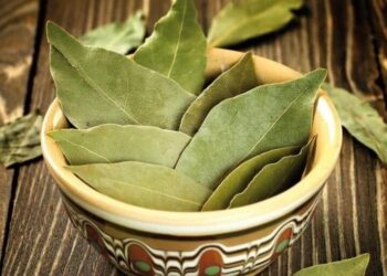 النظام يصدر قراراً بمنع تصدير ورق الغار