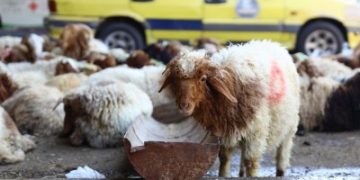 محافظة دمشق تصدر تعميما يخص الأضاحي في العيد