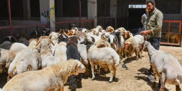 بورصة أسعار أضاحي العيد في الدول العربية.. من يدفع أكثر؟