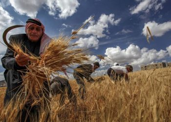 الحكومة تستلم أقل من 200 ألف طن قمح.. هل يكفي احتياج سوريا؟