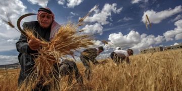 الحكومة تستلم أقل من 200 ألف طن قمح.. هل يكفي احتياج سوريا؟
