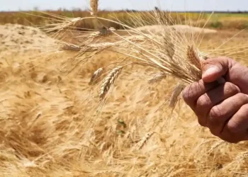 الفاو تحذر من جفاف شديد يضرب سوريا.. ما التفاصيل؟