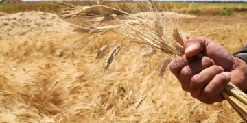 الفاو تحذر من جفاف شديد يضرب سوريا.. ما التفاصيل؟