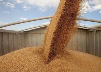 الاقتصاد السورية تمنع استيراد القمح خلال موسم 2025 دعماً للإنتاج المحلي