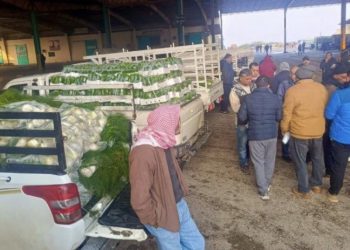 تصدير نحو 50 براد خضار وفواكه يومياً.. وتوقعات بارتفاع الأسعار نهاية الموسم