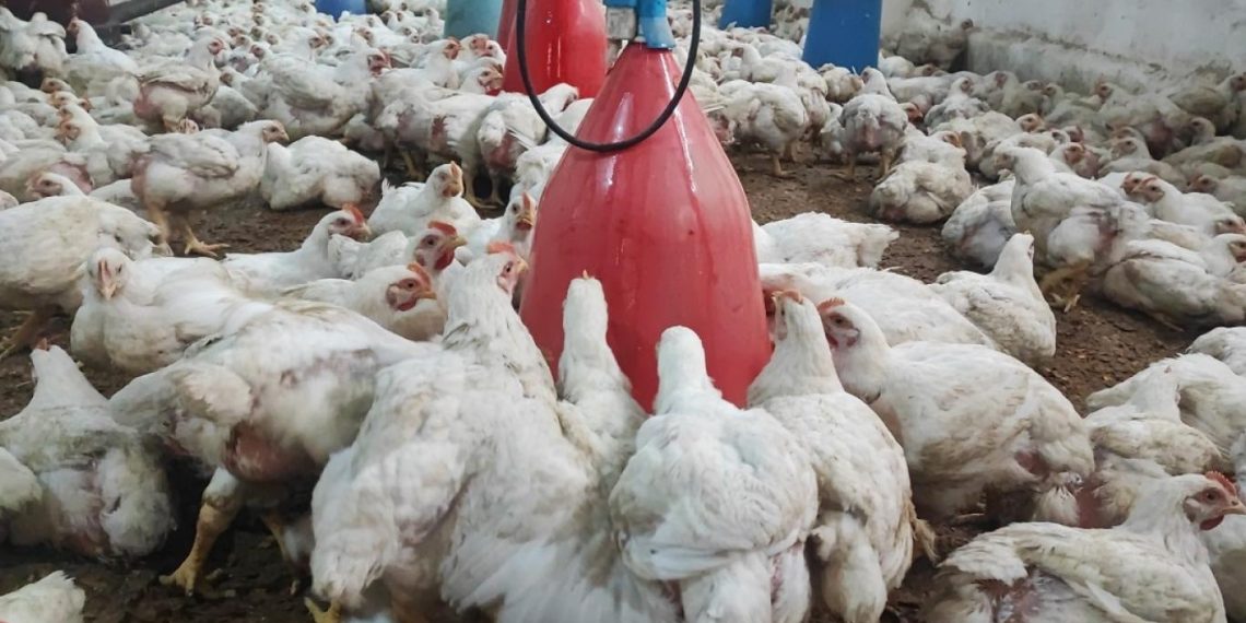 هل يفيد منع الاستيراد في إنعاشه؟.. خبير زراعي يحذر من انهيار قطاع الدواجن نتيجة غياب التخطيط والرؤية الحكومية