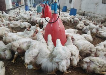 هل يفيد منع الاستيراد في إنعاشه؟.. خبير زراعي يحذر من انهيار قطاع الدواجن نتيجة غياب التخطيط والرؤية الحكومية