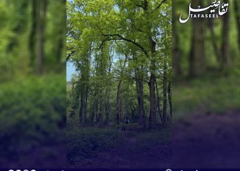 الزيتون بدل الغابات.. خبير يقترح خطة للاستثمار بعد الحرائق