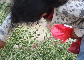 أطفال بريف منبج يجمعون "الشفلح" وسط حقول الموت