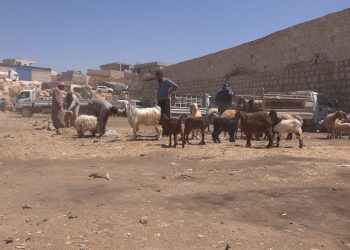 مناشدات لإنقاذ الثروة الحيوانية بريف حلب