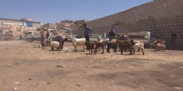 مناشدات لإنقاذ الثروة الحيوانية بريف حلب