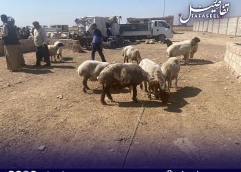 أزمة المواشي في الجزيرة.. ثروة وطنية تتآكل بصمت