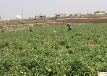 البطالة تخنق شباب القنيطرة بعد موسم زراعي غائب