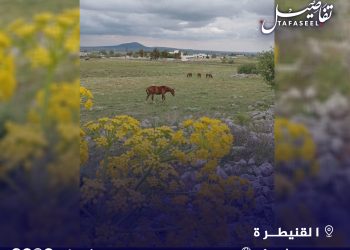 مزرعة كودنة للخيول الأصيلة تعود للواجهة.. إرث عربي يعاود التألق في القنيطرة