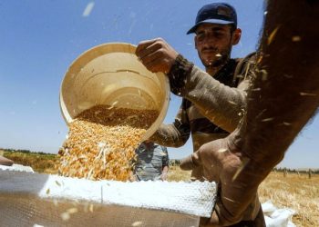 اعتماد صنفين جديدين من القمح القاسي.. مدير بحوث المحاصيل: إنتاجية عالية ومقاومة عالية للأمراض
