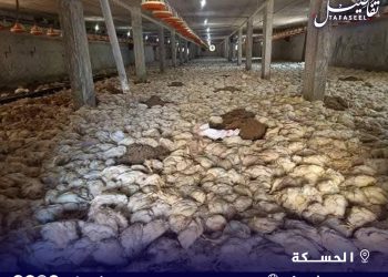 مربو الدواجن في الحسكة.. أزمة تهدد أرزاقهم ولا دعم يذكر!
