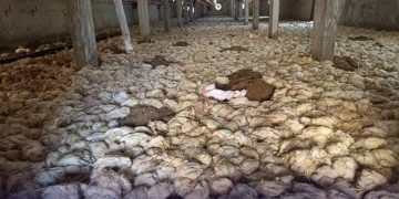 مربو الدواجن في الحسكة.. أزمة تهدد أرزاقهم ولا دعم يذكر!