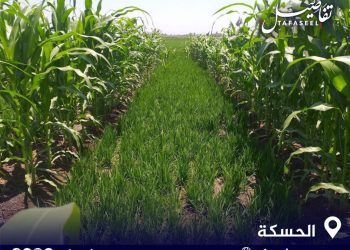 تراجع زراعة الذرة الصفراء في الحسكة وأثره على الأمن الغذائي والتنمية