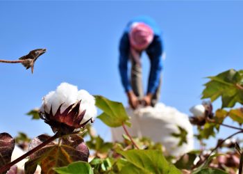 زراعة القطن في أرياف الحسكة.. بين الأمل بالموسم والتحديات المناخية والاقتصادية