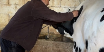 زراعة إدلب تطلق حملة تلقيح واسعة للأبقار ضد مرض الجلد العقدي